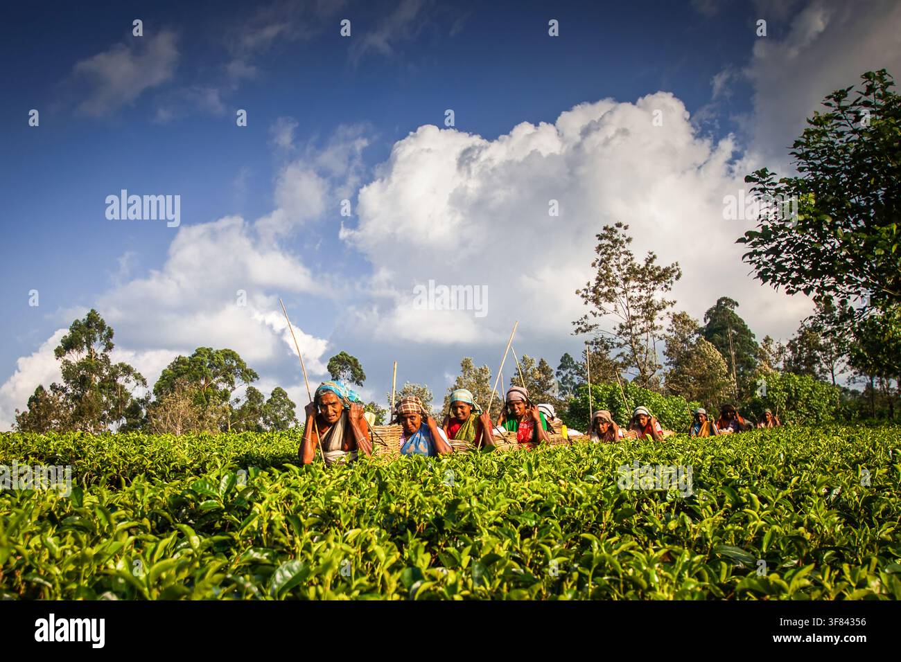 Teepflückerinnen arbeiten unter blauem Himmel in einer Teeplantage in Sri Lanka während der Tageslichtstunden Stockfoto