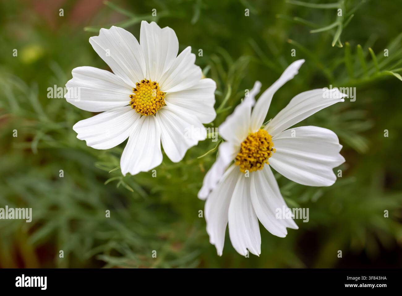 Weißer Cosmos bipinnatus Zwergfrühblumen Vega Makroaufnahme Stockfoto