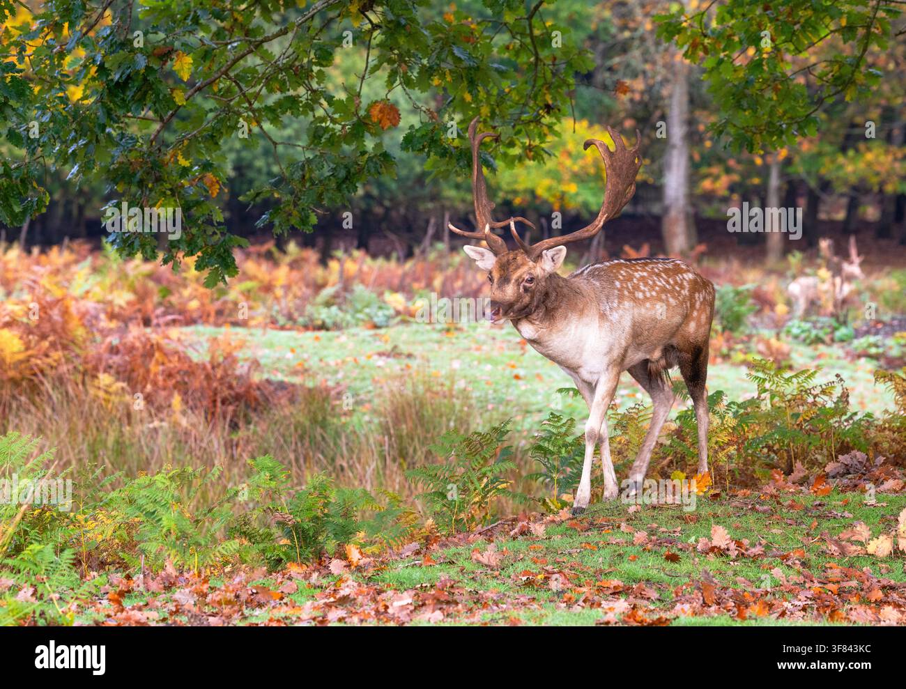 Hirsch (Bock) läuft während der Brunftzeit in einer Parklandschaft in Kent, England, zwischen Herbstlaub Stockfoto