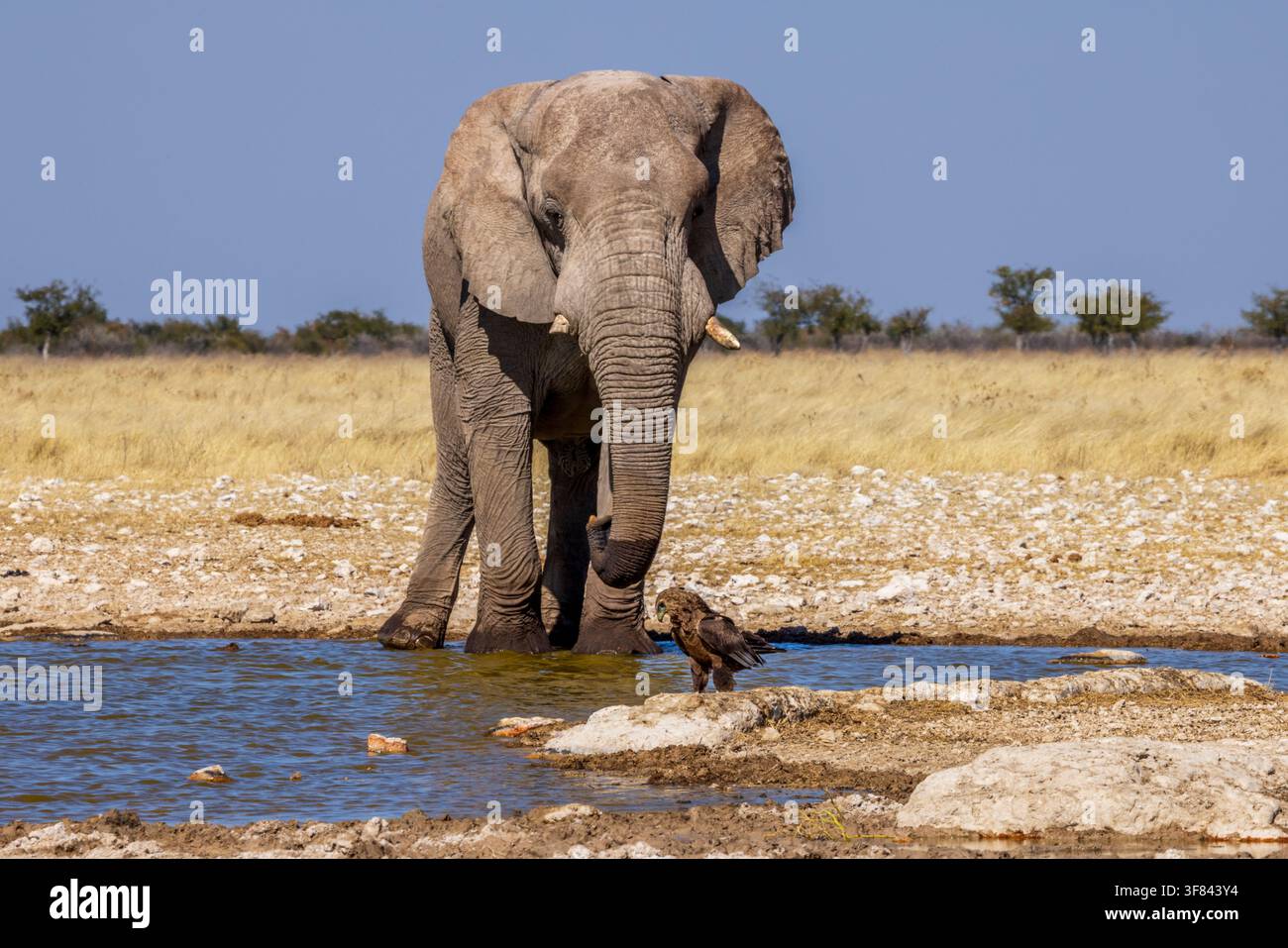 Ein Afrikanischer Elefant und ein Schreiadler an einem Wasserloch im Etosha-Nationalpark, Namibia, Afrika Stockfoto
