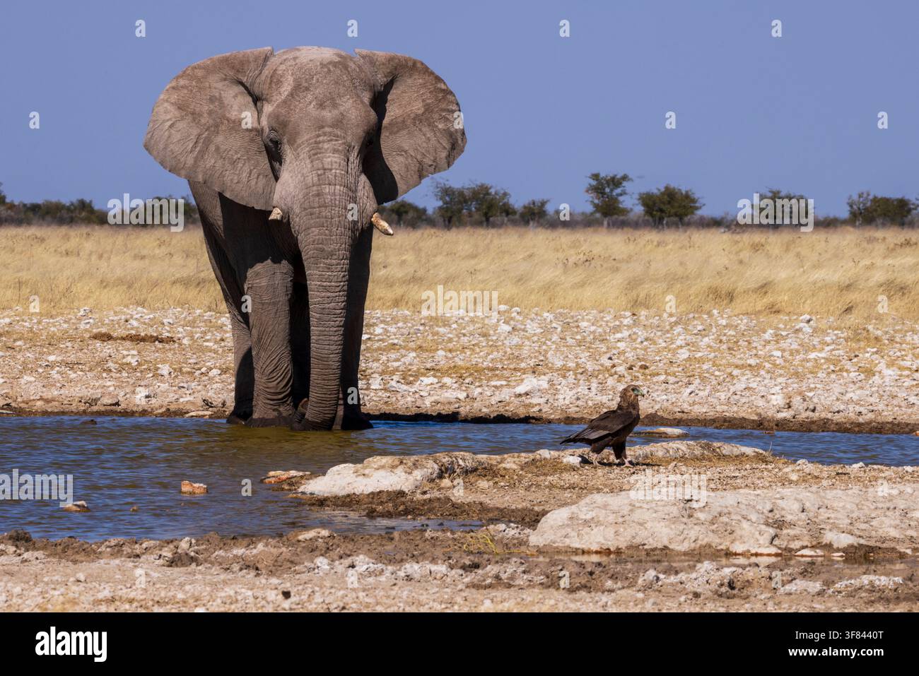 Ein Afrikanischer Elefant und ein Schreiadler an einem Wasserloch im Etosha-Nationalpark, Namibia, Afrika Stockfoto