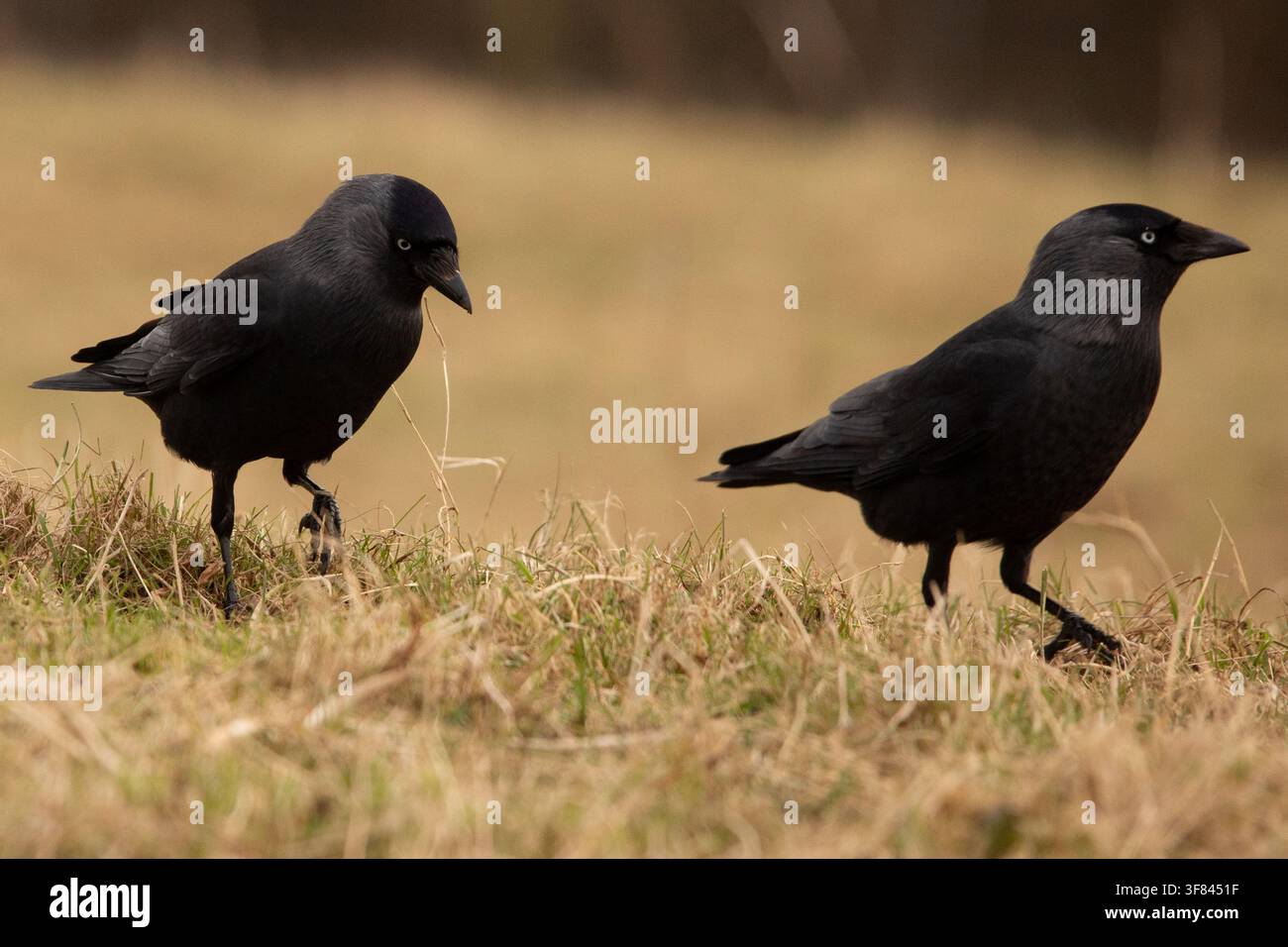 Krähen, die auf dem Gras an der Küste von Cumbria im Vereinigten Königreich während der Tagesstunden nach Nahrung suchen Stockfoto