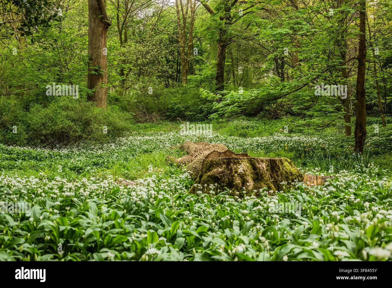 Wildknoblauchblüten bedecken den Boden in Ulverston, Cumbria, und zeigen die Schönheit der Natur auf der Furness-Halbinsel im Vereinigten Königreich Stockfoto