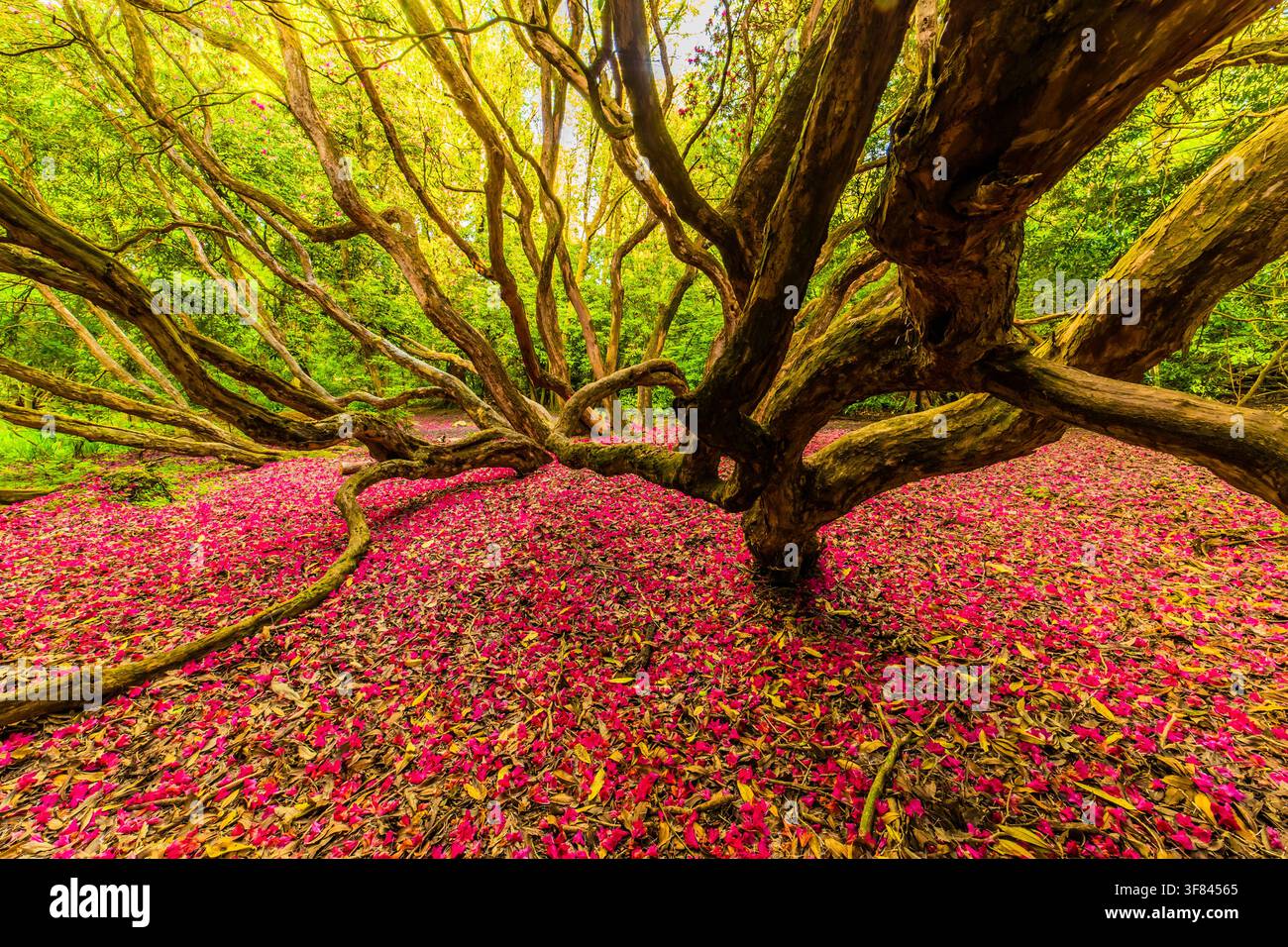 Farbenfroher Waldspaziergang in Ulverston mit lebhaften gefallenen Blütenblättern und sich windenden Bäumen im Frühling nahe der Furness-Halbinsel Stockfoto