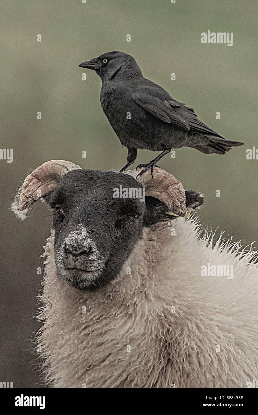 Krähen, die bei grauem Wetter an der Küste von Cumbria auf Schafen sitzen Stockfoto