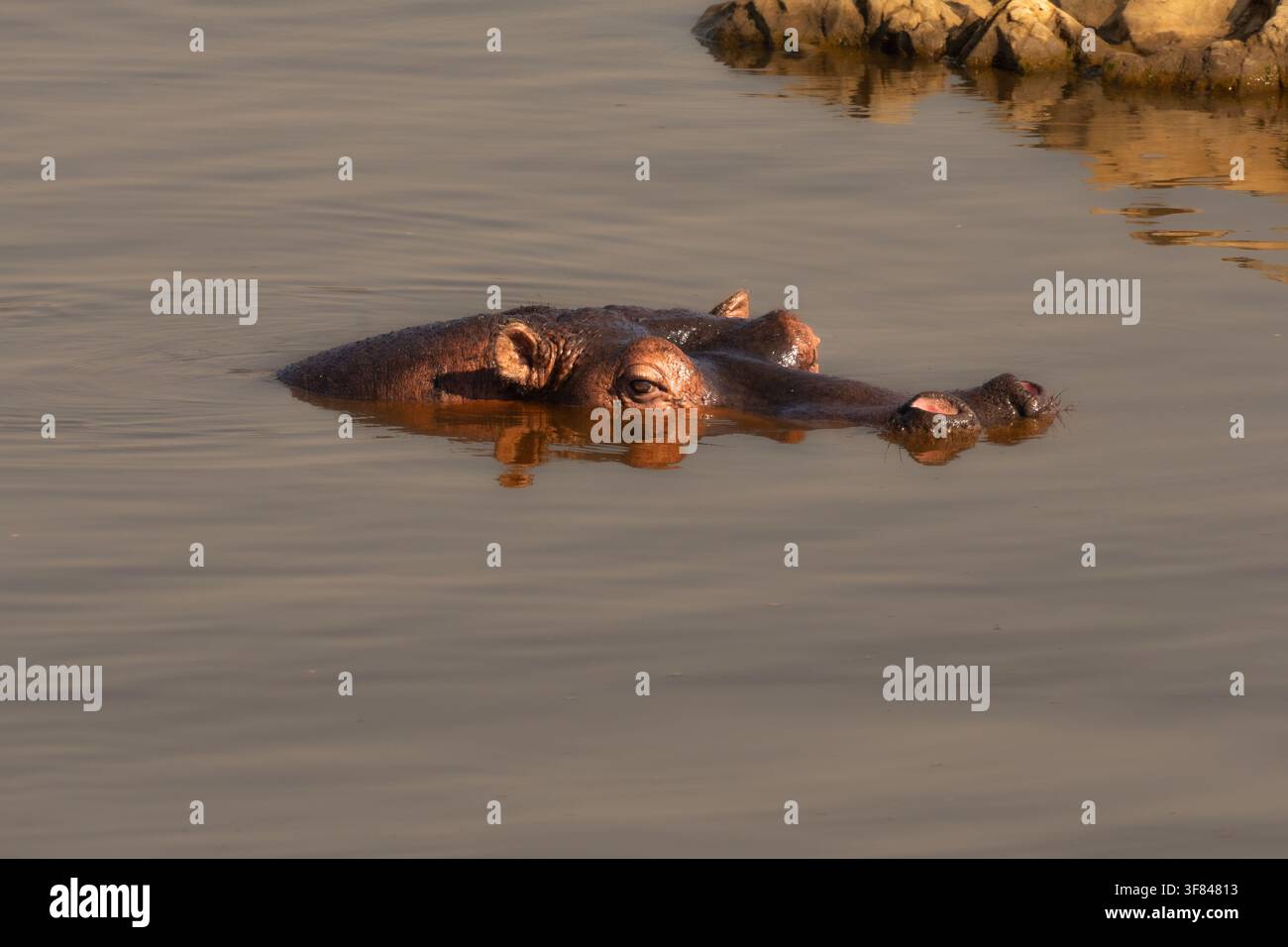 Flusspferd teilweise im ruhigen Wasser des Serengeti-Ökosystems in Tansania versenkt Stockfoto