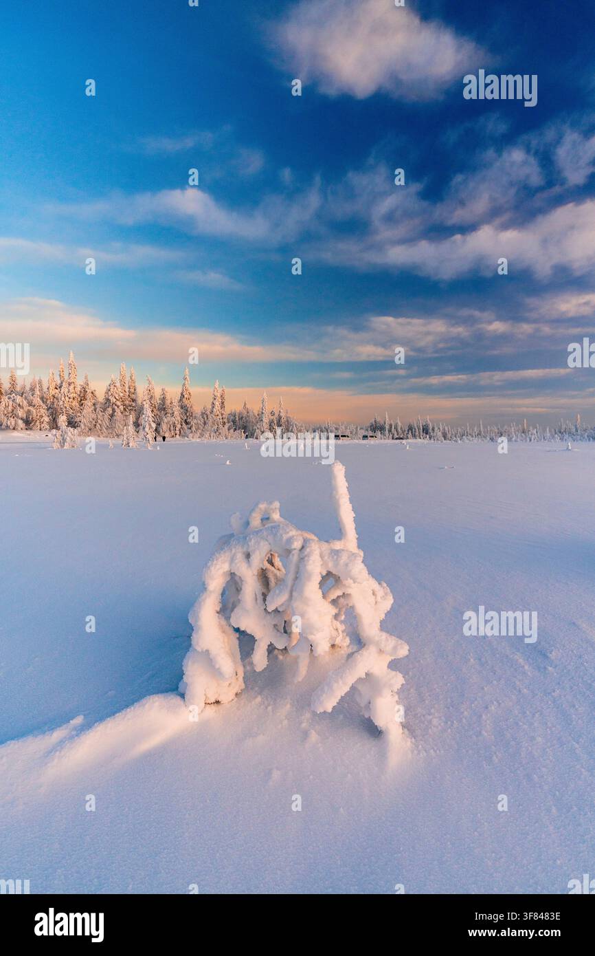 Isolierter gefrorener Baum in einer schneebedeckten Landschaft des borealen Waldes in Finnland im Winter Stockfoto