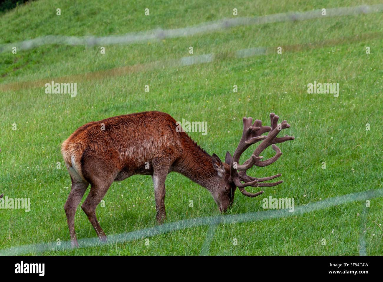 Rotwild-Hirsch mit großen Samtgeweihen, der auf grüner Grasweide grast, Pfander Stockfoto