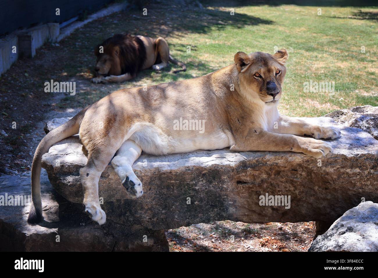 Löwin ruht auf einem flachen Felsen mit einem Löwen im Hintergrund innerhalb eines Zoo-Geheges. Stockfoto