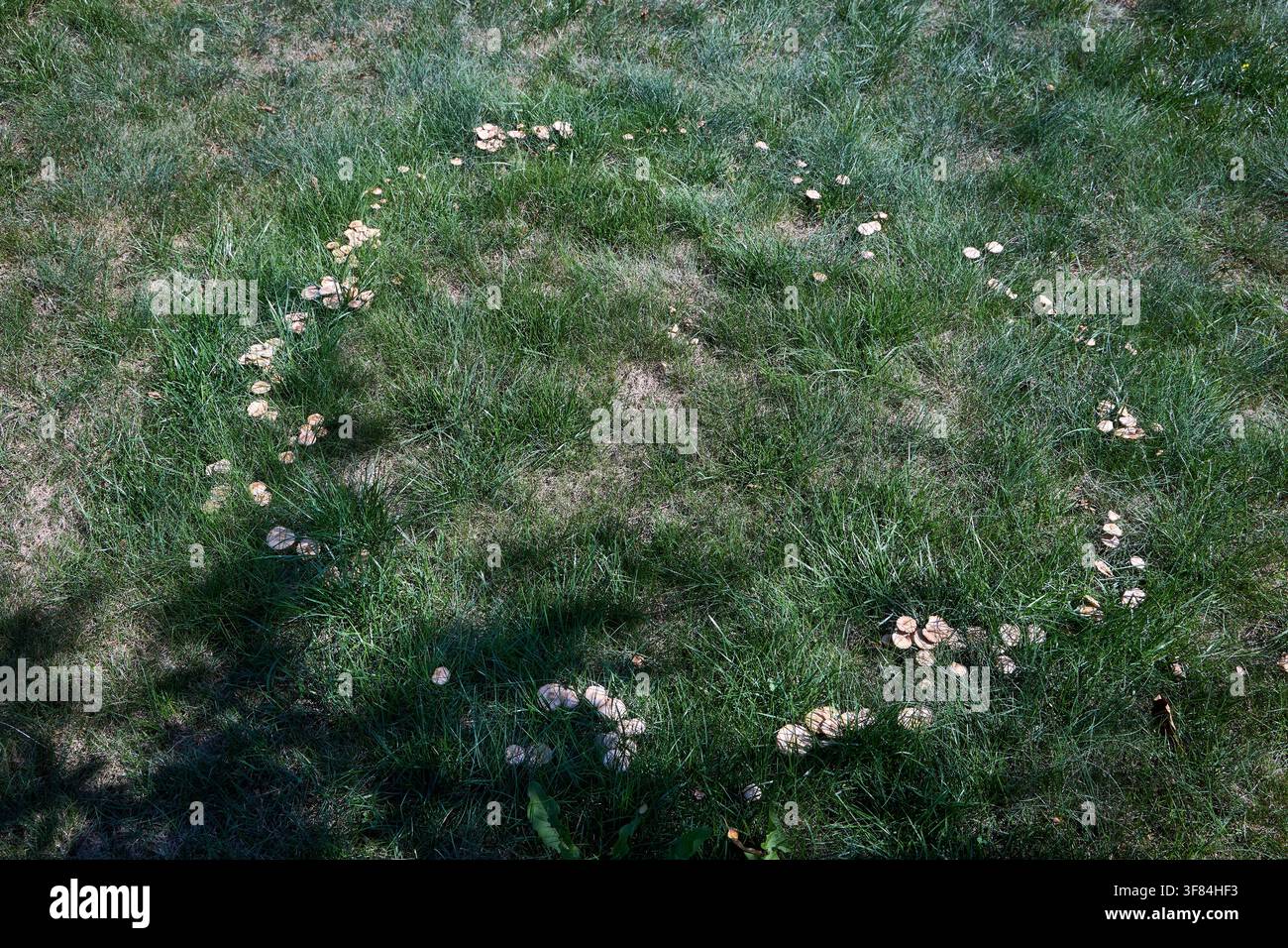 Natürlicher Feenring, gebildet von wilden Marasmius oreades-Pilzen, die in einem kreisförmigen Muster auf einem üppigen grünen Rasen im sommerlichen Hinterhof wachsen, der Einzigartigkeit zeigt Stockfoto