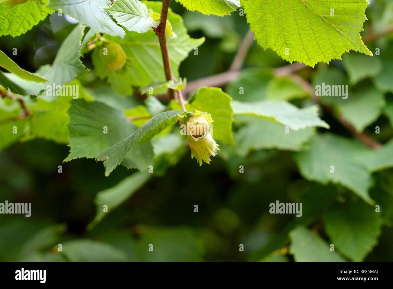 Wachsende Haselnuss in ihrer grünblättrigen Hülse, die an einem Wildhaselzweig hängt, Nahaufnahme Stockfoto