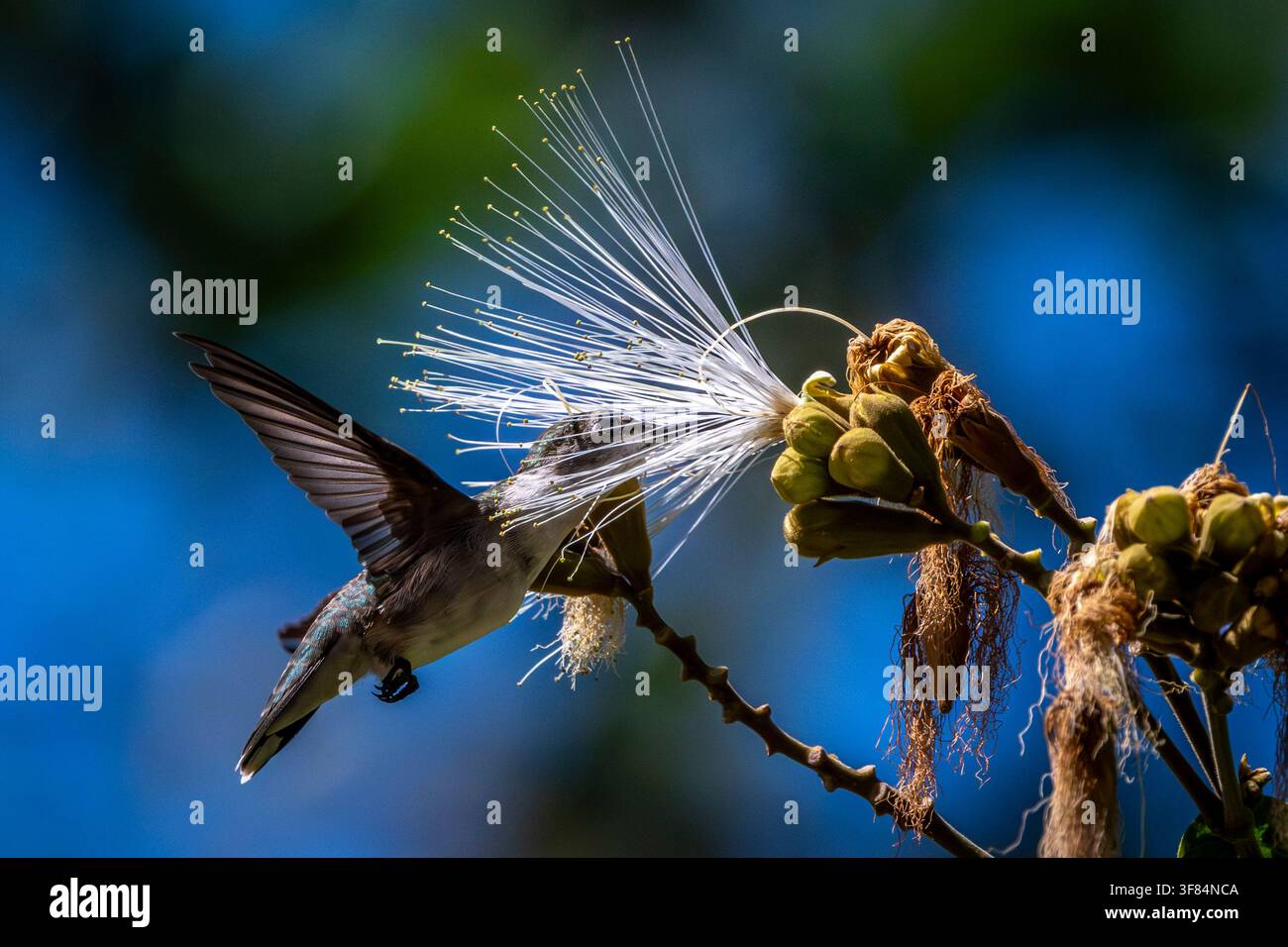 Ein Weibchen des Kolibri mit roter Kehle, Costa Rica Stockfoto