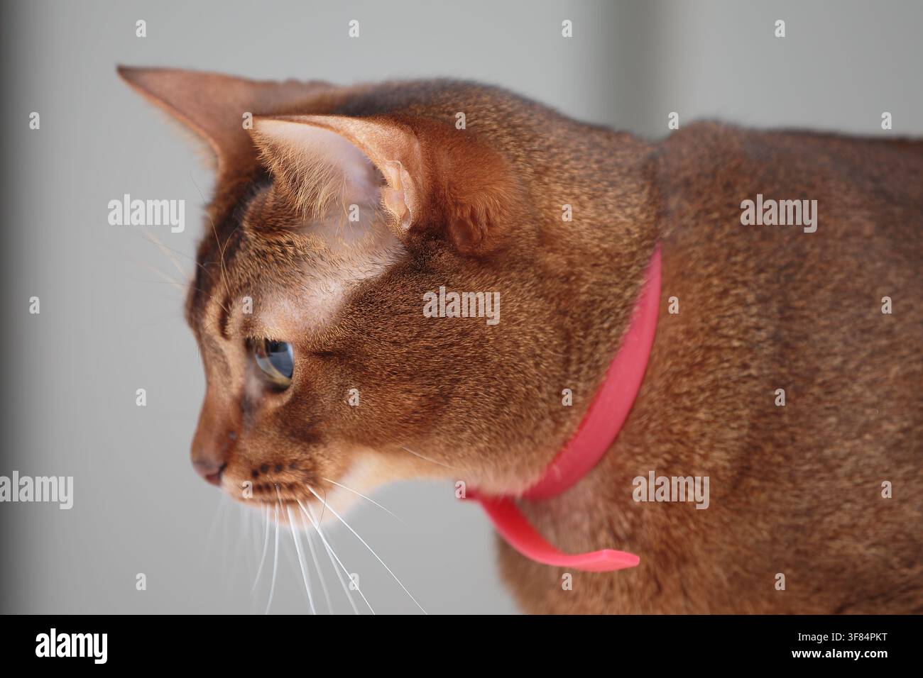 Detailliertes Seitenporträt einer schlanken Abessinierkatze mit rotem Halsband, Haustier in Lettland. Stockfoto