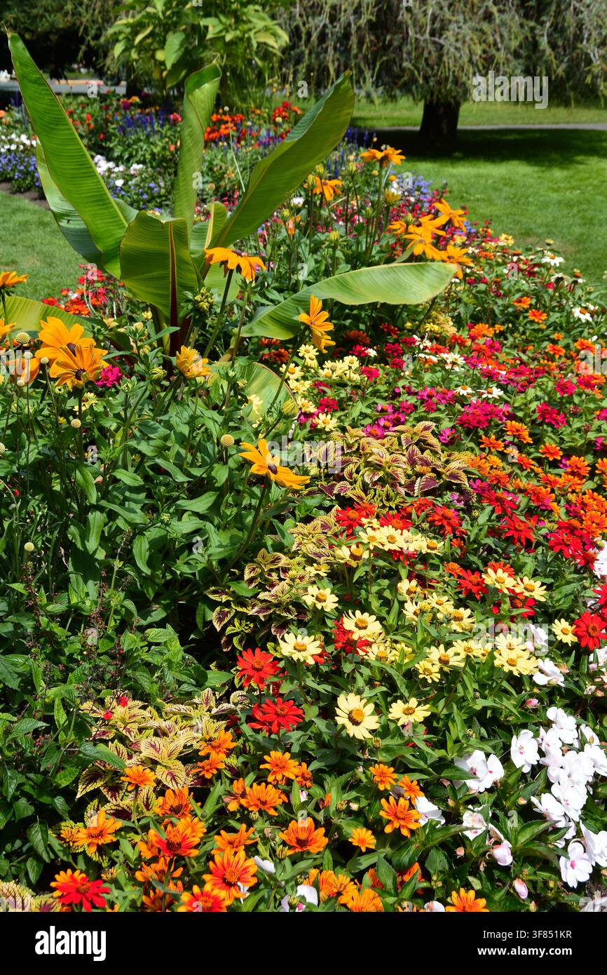 Schöne Blumen aus den Gärten im Beacon Hill Park in Victoria BC, Kanada Stockfoto