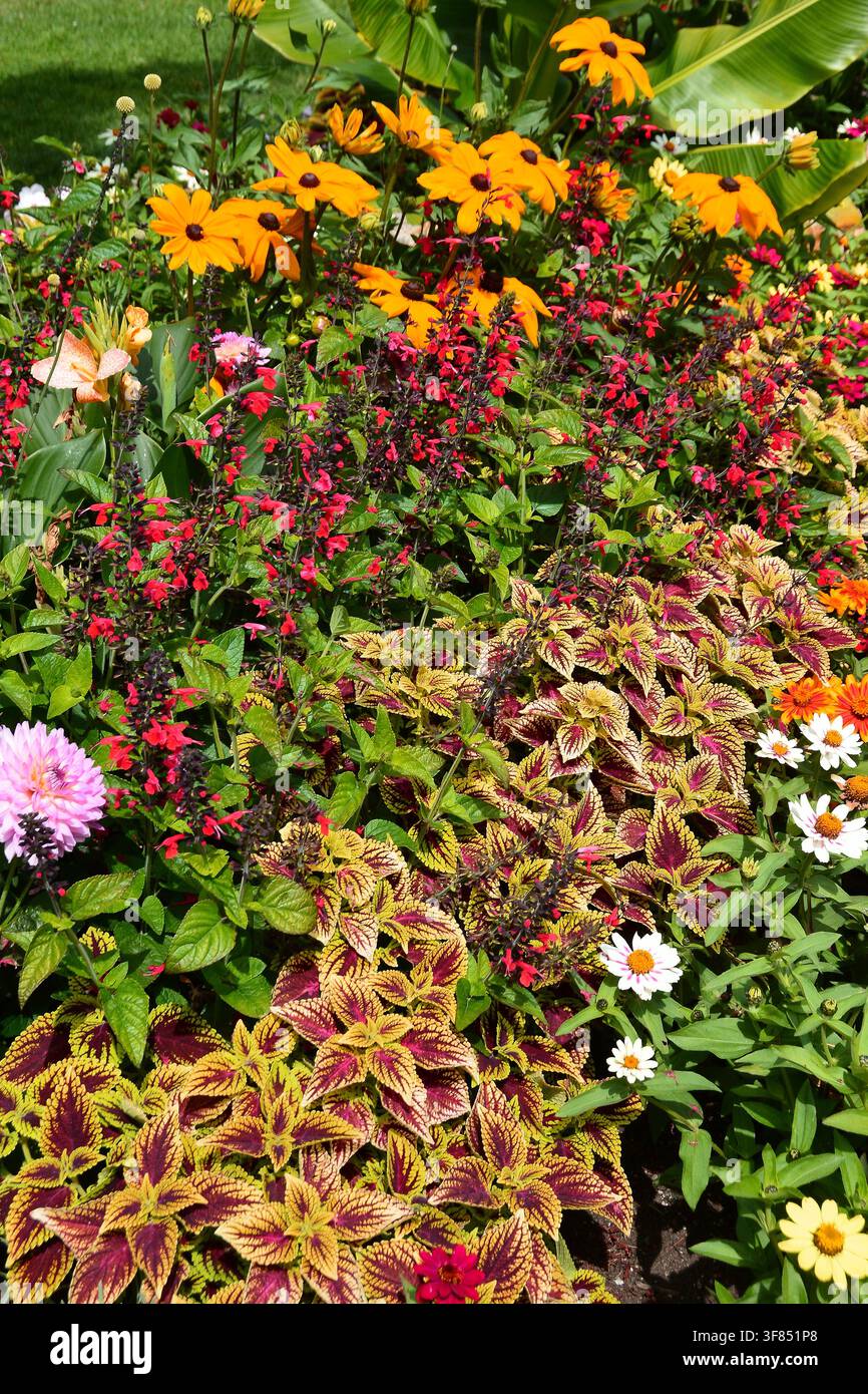 Schöne Blumen aus den Gärten im Beacon Hill Park in Victoria BC, Kanada Stockfoto