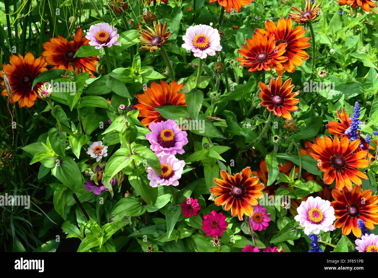 Schöne Blumen aus den Gärten im Beacon Hill Park in Victoria BC, Kanada Stockfoto