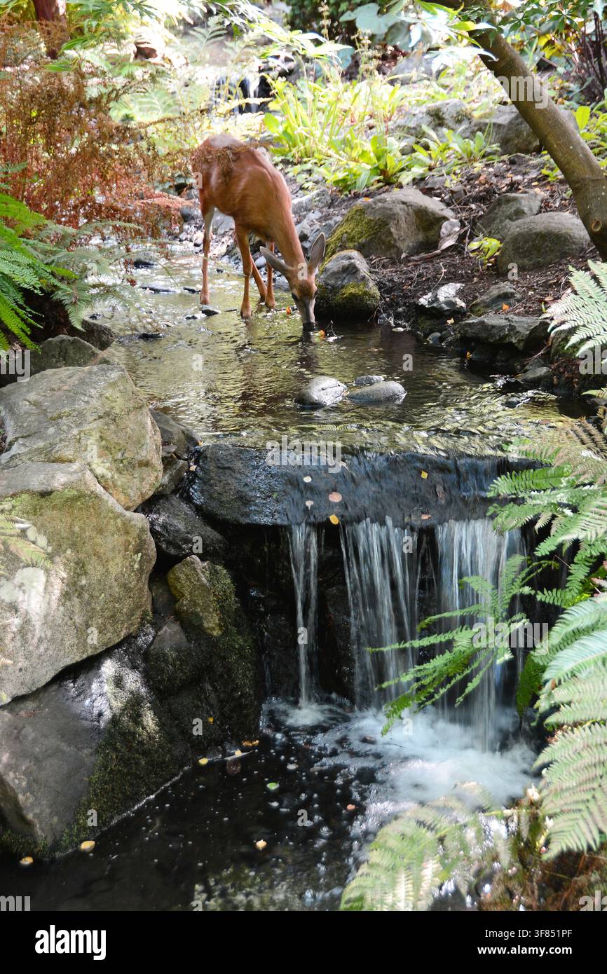 Eine schwarze Hirschkuh trinkt aus einem Bach oberhalb eines Wasserfalls im Beacon Hill Park in Victoria BC, Kanada. Stockfoto