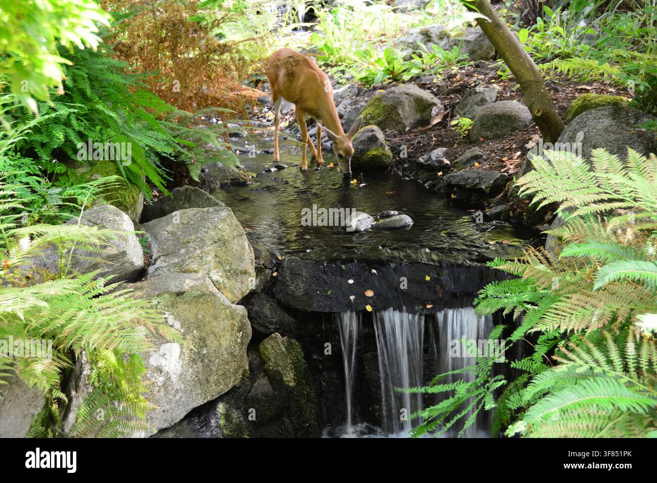 Eine schwarze Hirschkuh trinkt aus einem Bach oberhalb eines Wasserfalls im Beacon Hill Park in Victoria BC, Kanada. Stockfoto