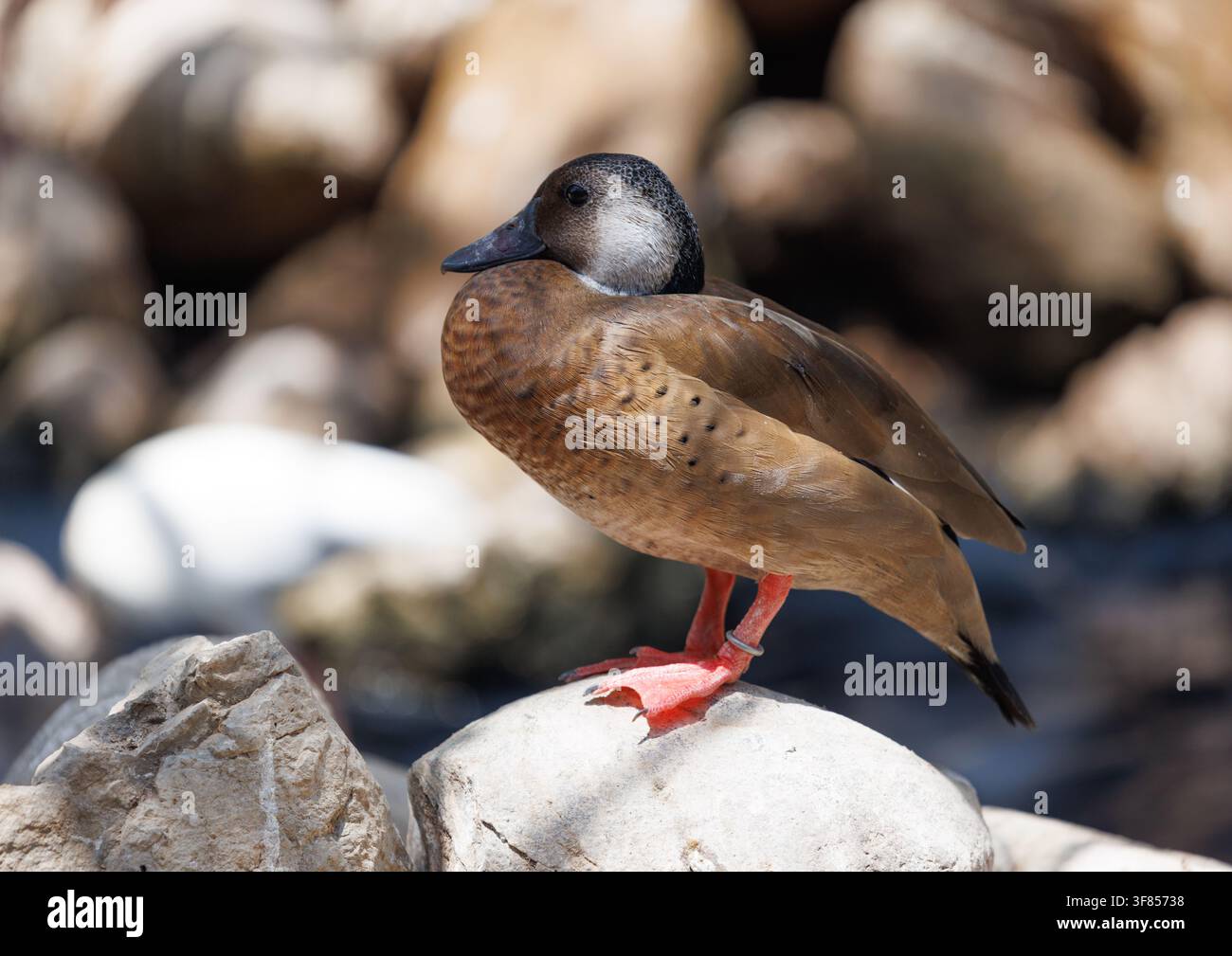 Braune Ente mit grauem Kopf und rotem Schnabel, die auf blassen Felsen am Wasser ruht. Stockfoto