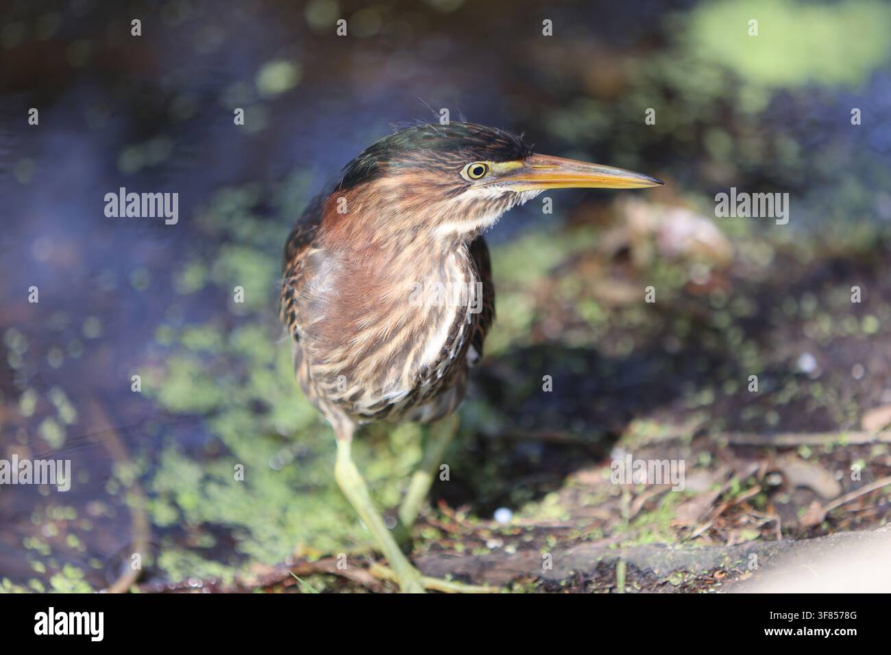 Nahaufnahme des Kopfes und des kastanienbraunen Halses eines grauen Reihers, der seinen langen Schnabel waagerecht über dem Wasser hält. Stockfoto