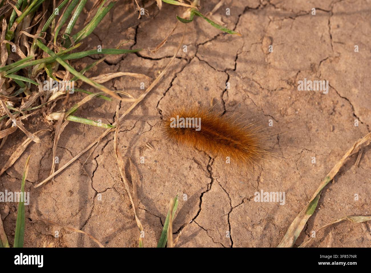 Rubintiger Phragmatobia fuliginosa, Ansicht von oben einer ausgewachsenen Raupe, die sich über trockenen Boden bewegt, Nottinghamshire, UK, Juni Stockfoto
