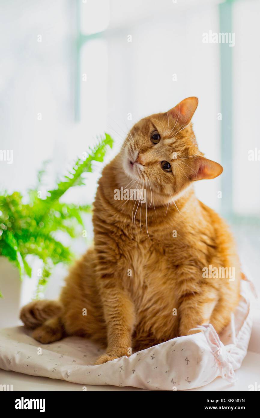 Porträt einer wunderschönen, gestreiften rothaarigen Katze aus Nahaufnahme. Eine große orangene Katze sitzt am Fenster. Eine ruhige rote Katze sitzt auf der Fensterbank des Hauses Stockfoto