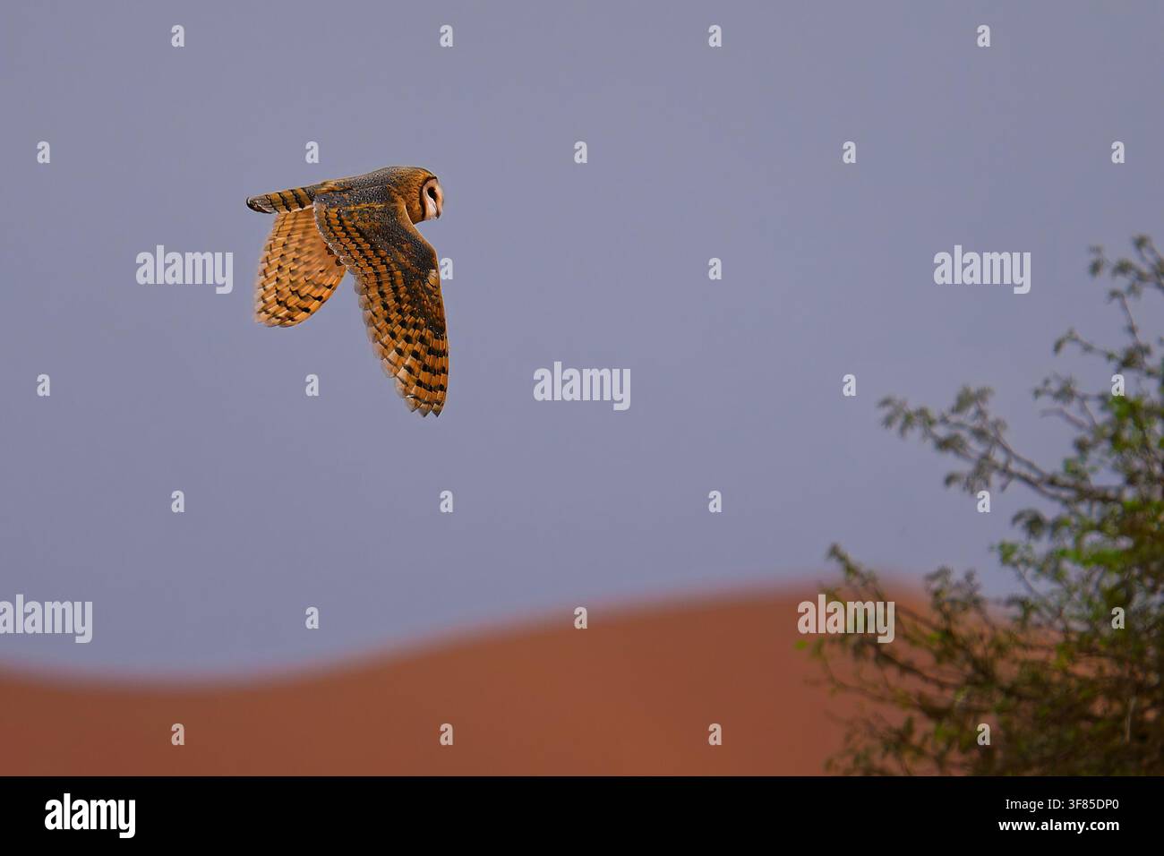 Westliche Scheuneneule Tyto alba im Flug über rote Sanddünen, herzförmiges Gesicht, goldene Flügel, blaugrauer Himmel, Namib-Wüste, Namibia, Afrika, nächtlich Stockfoto