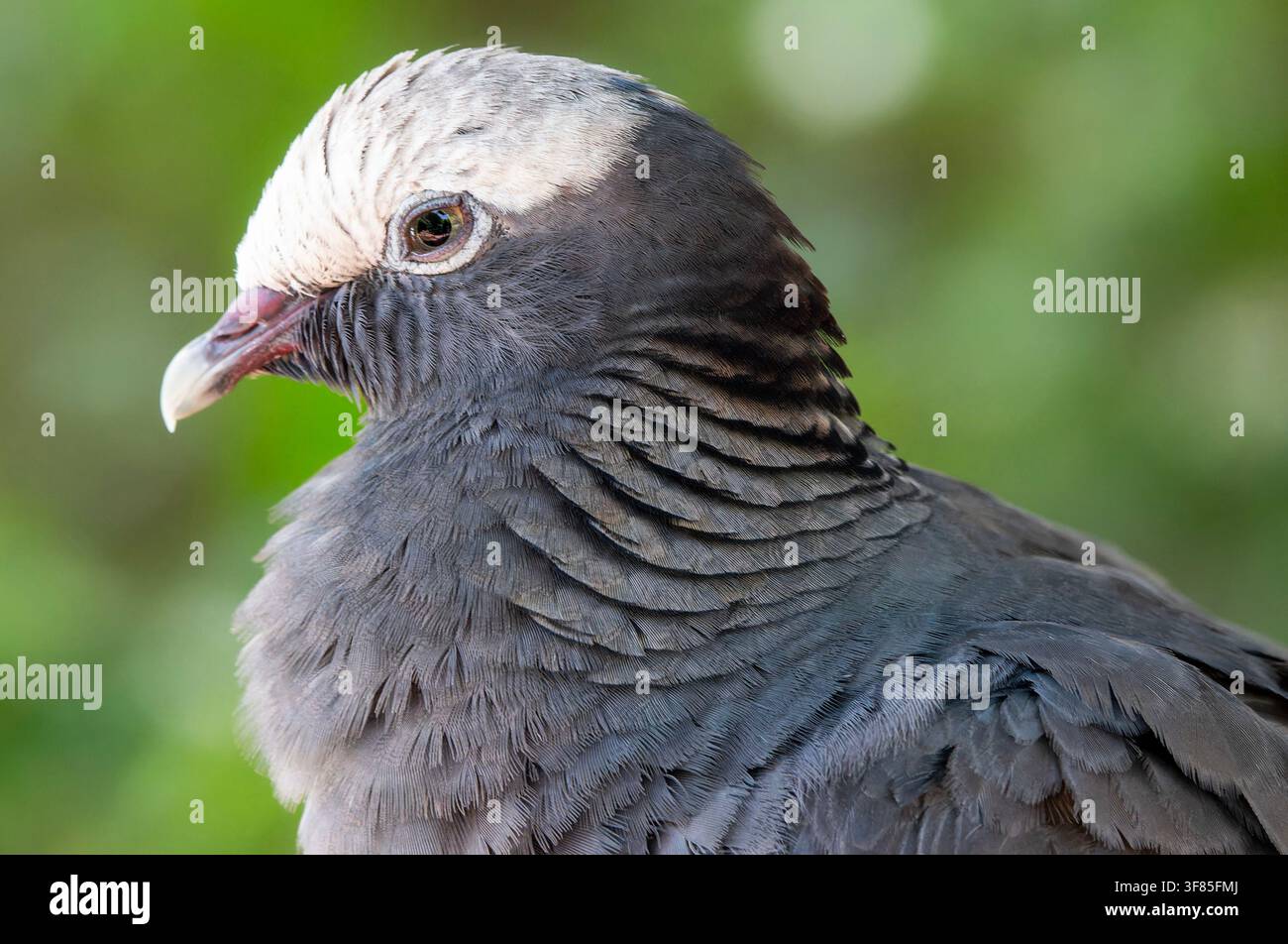 Der Vogel im Bild ist eine Weißkrönchen-Taube (Patagioenas leucocephala). Stockfoto
