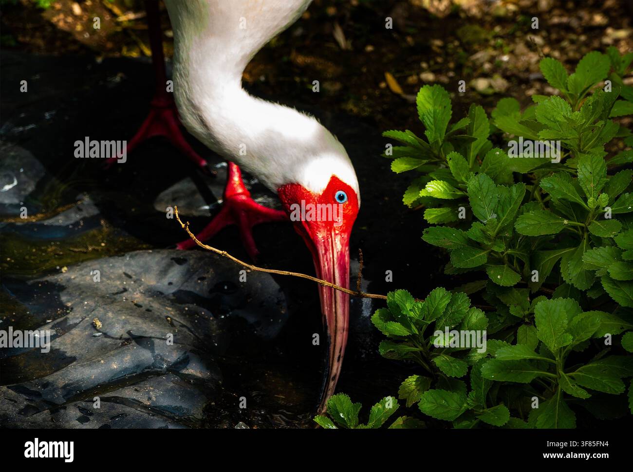 Ein amerikanischer weißer Ibiss in freier Wildbahn Stockfoto
