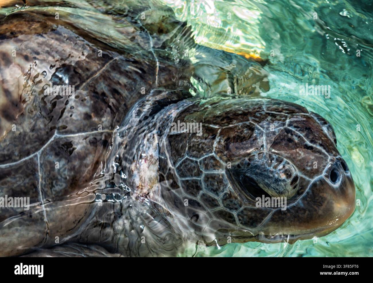 Eine Grüne Meeresschildkröte (Chelonia mydas) zeigt ihre detaillierten Kopfschilder und das Auge. Stockfoto