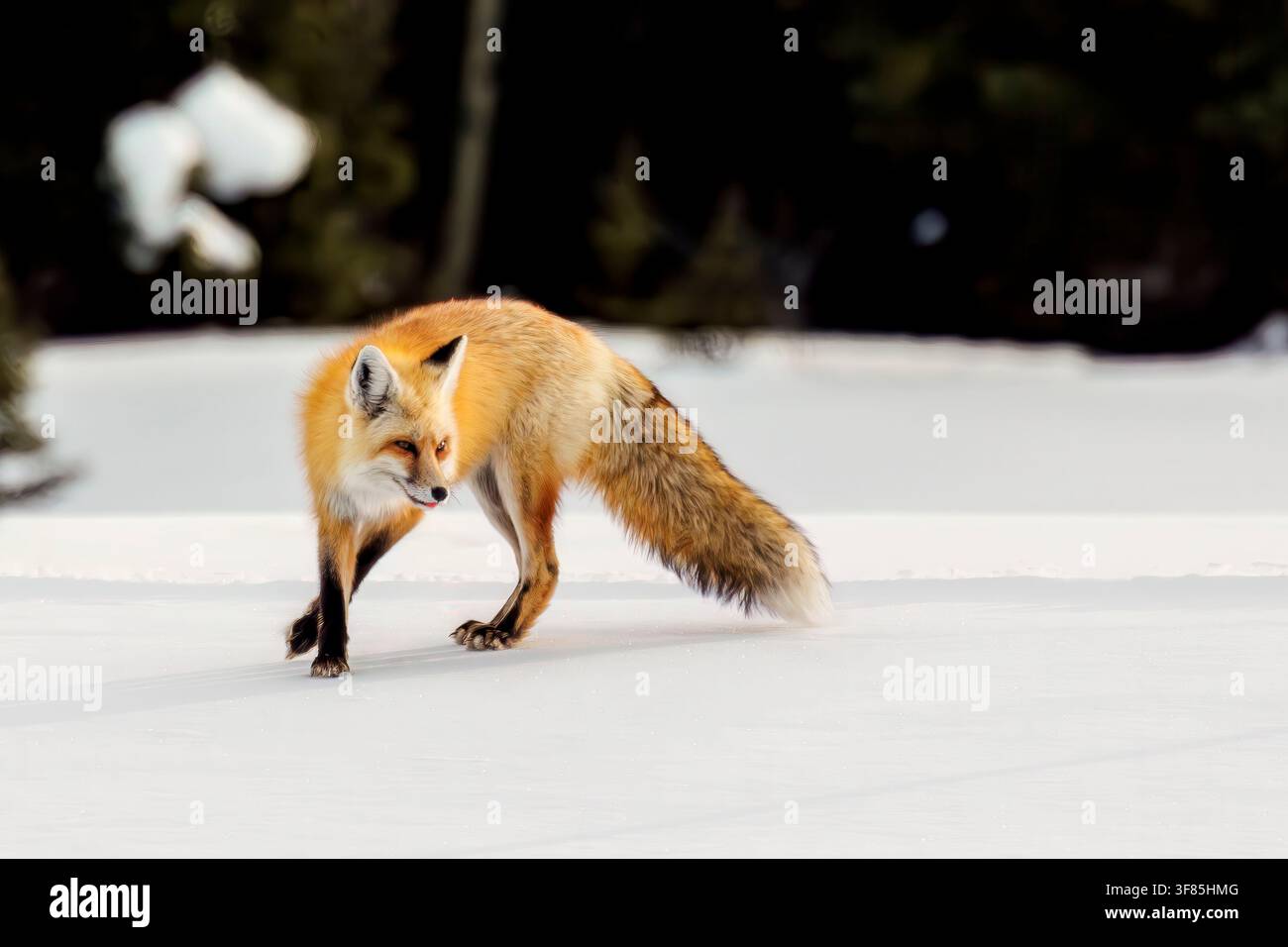 Rotfuchs (Vulpes vulpes) im Schnee in Colorado Stockfoto