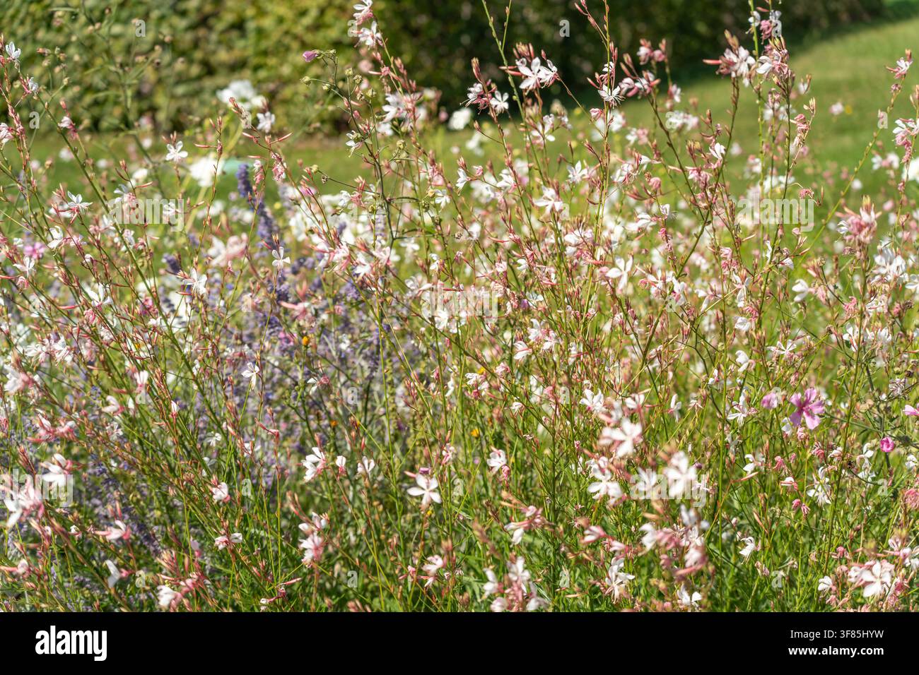 Zarte weiße und rosa Gaura-Blüten schaukeln an dünnen, drahtigen Stielen entlang einer sonnenbeschienenen Gartenborder. Ein verschwommener Lavendel- und grüner Rasen füllt den weichen Hintergrund. Stockfoto