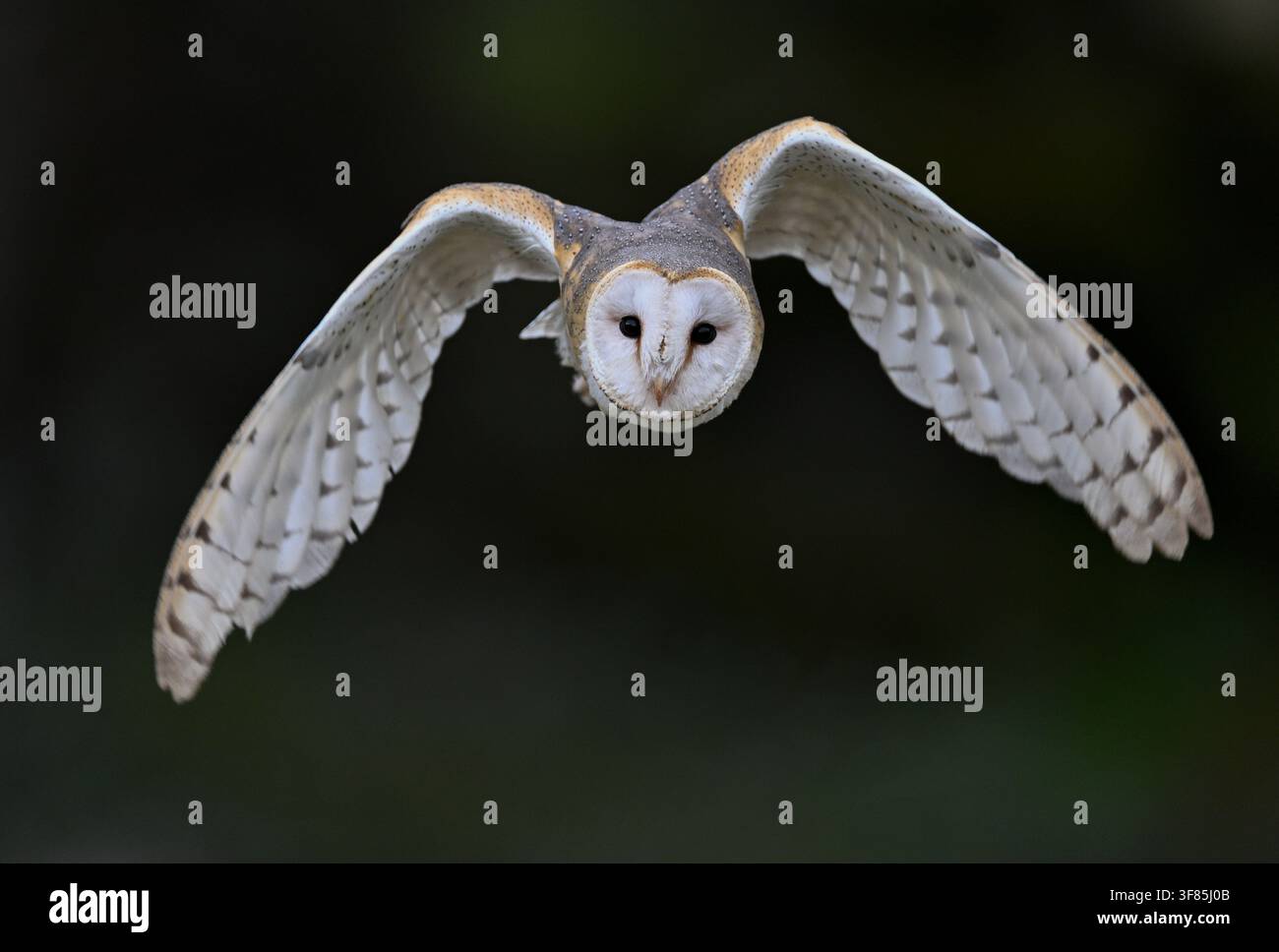 Schleiereule fliegt frontal mit vollständig ausgebreiteten Flügeln Stockfoto