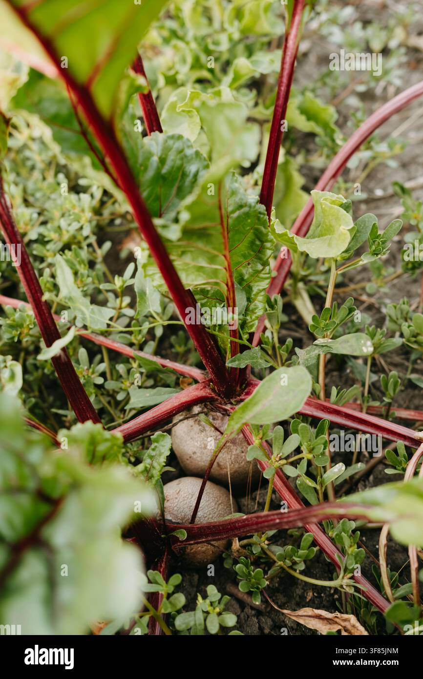 Rübenpflanze, die in Gartenerde wächst, mit kleinen grünen Pflanzen darum herum, natürlich und ruhig. Stockfoto