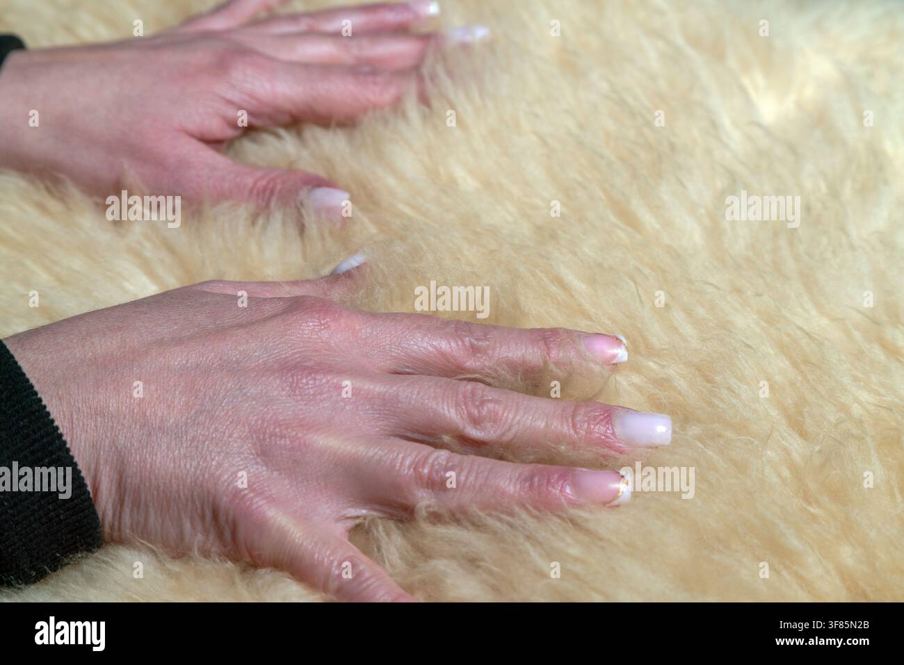Nahaufnahme von Händen, die eine weiche, cremefarbene Kunstpelzoberfläche sanft berühren, sensorisches Texturdetail. Stockfoto