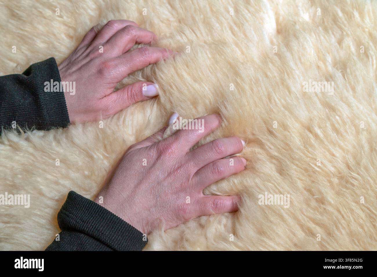 Menschliche Hände drücken sanft in einen flauschigen, hellfarbenen Schafsfellteppich Stockfoto