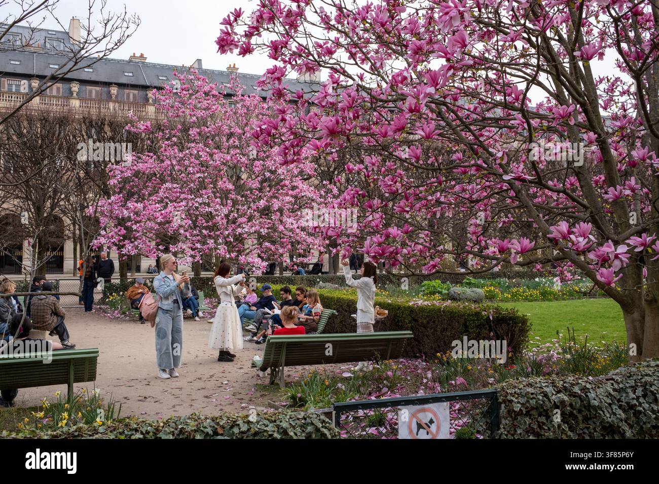 Kirschblüte in den Gärten des Palais Royale in Paris, Frankreich Stockfoto
