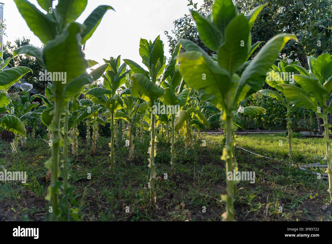 Tabakpflanzen gedeihen in einem ruhigen Gartengarten, umgeben von üppigem Grün und reichem braunem Boden, in natürlichem Licht gebadet, der eine Ruhe bietet Stockfoto