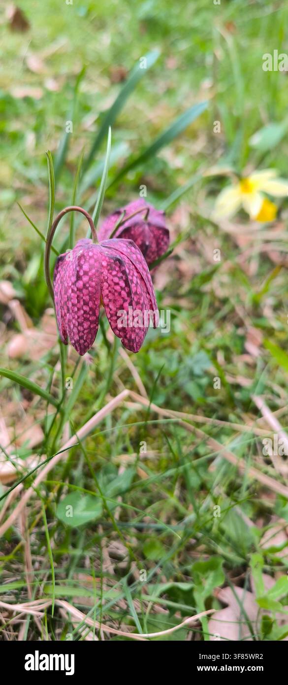 Nahaufnahme einer rosa karierten Fritillaria meleagris-Blüte mit einer zweiten Blüte sanft unscharf vor grünen Gräsern im Hortus Nijmegen, Niederlande - Smartphone-aufgenommenes Stockfoto