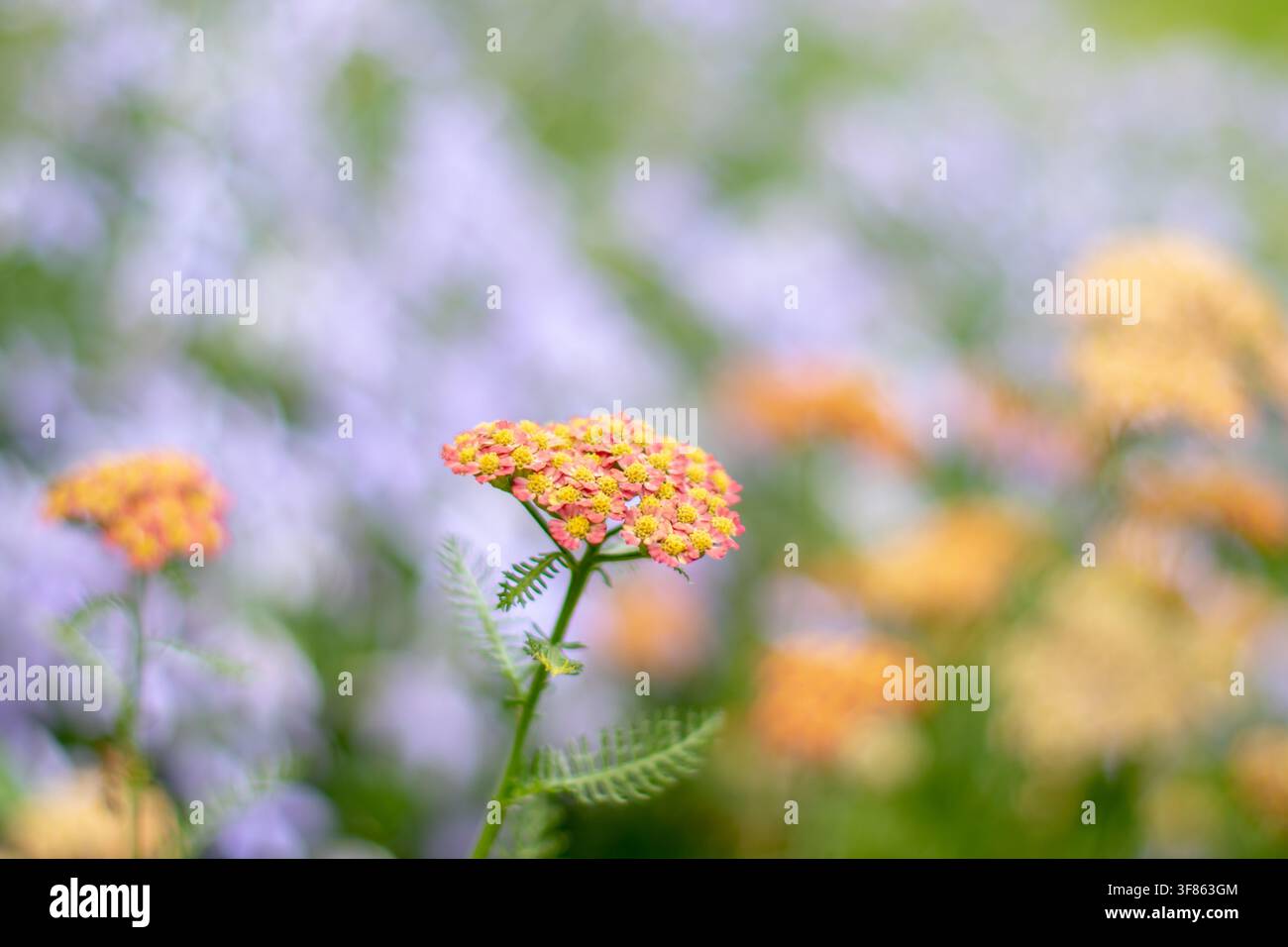 Rosa dekorative Schafgarbe, auch bekannt als Achillea millefolium, gewöhnliche Schafgarbe und Milchkraut, mit gelben Zentren vor einem weichen lavendelblauen und gelben Hintergrund Stockfoto