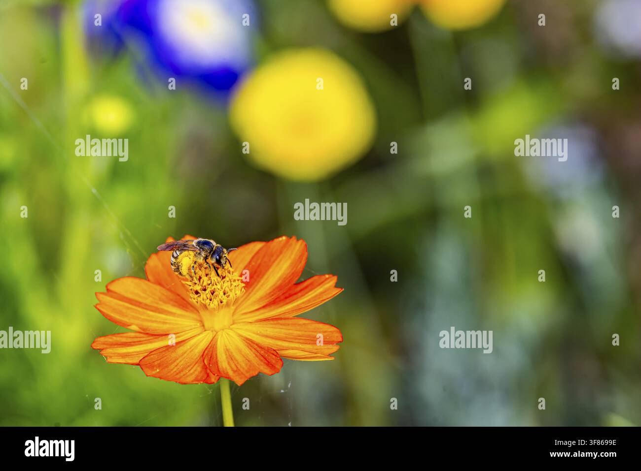 Blumenwiese mit blühenden bunten Blumen und Wildbienen auf der Insel Reichenau im Bodensee. Reichenau, Baden-Württemberg, Deutschland Stockfoto