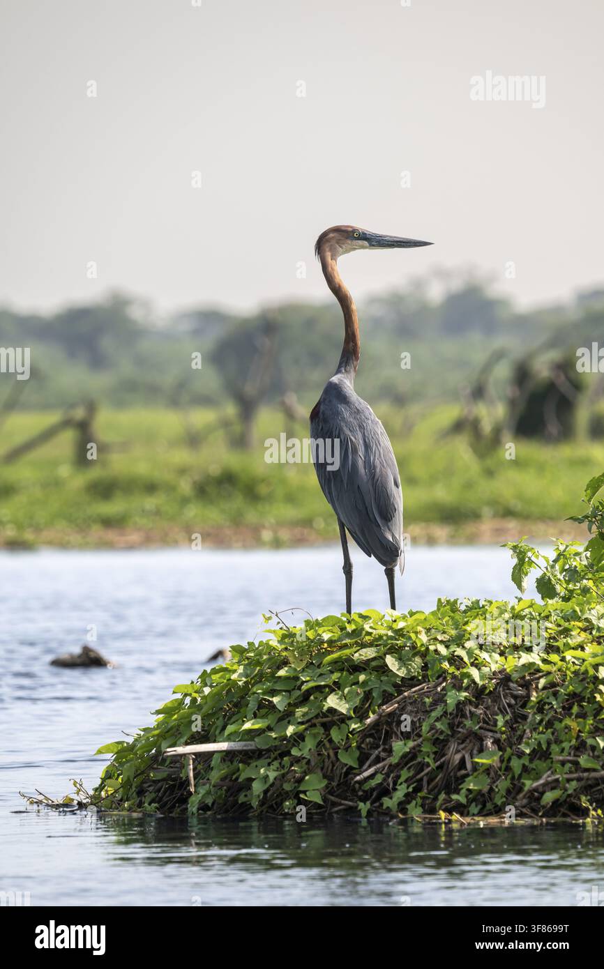 Ein Purpurreiher (Ardea purpurea) steht am Wasser, Weißer Nil, Murchison-Falls-Nationalpark, Uganda Stockfoto