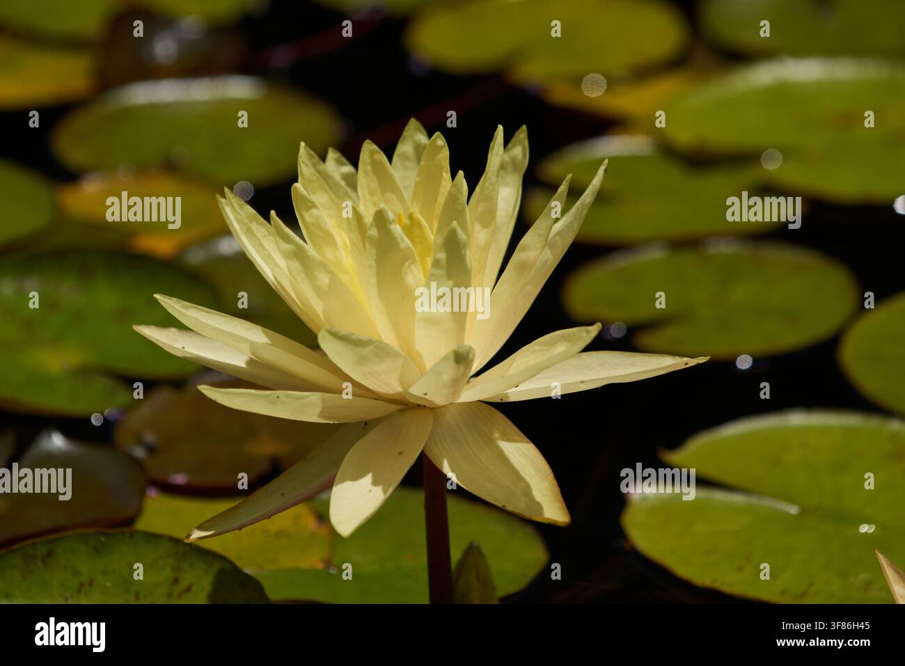 Gelbe harte Wasserlilie Stockfoto