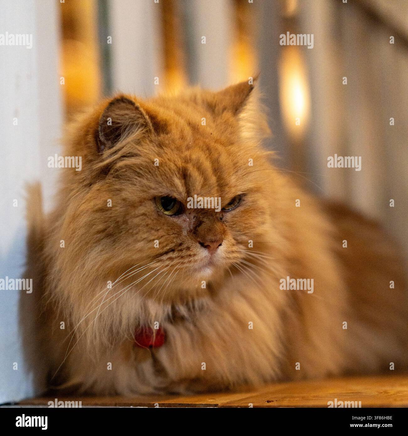 Mürrischer flauschiger langhaariger ingwerfarbener Perserkatze ruht drinnen auf einem Holzboden im Janur Bungalow in der Nähe von Borobudur, Indonesien. Stockfoto