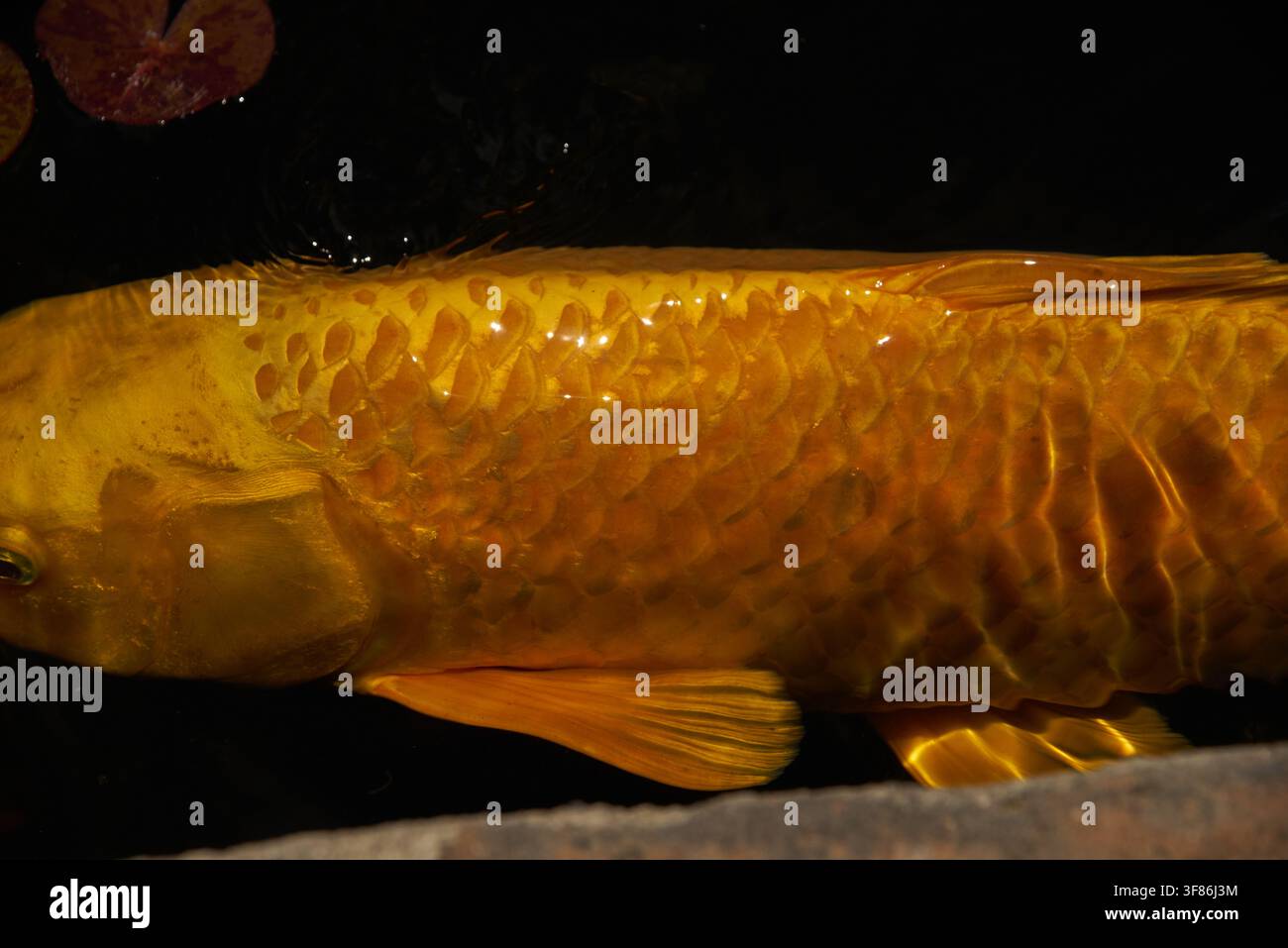 Goldgelbe Ogon-Sorte Koi Stockfoto