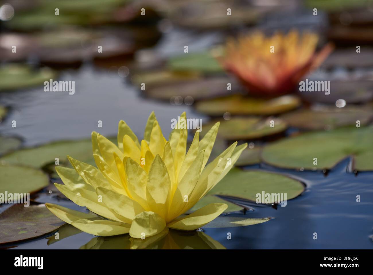 Gelbe harte Wasserlilie Stockfoto