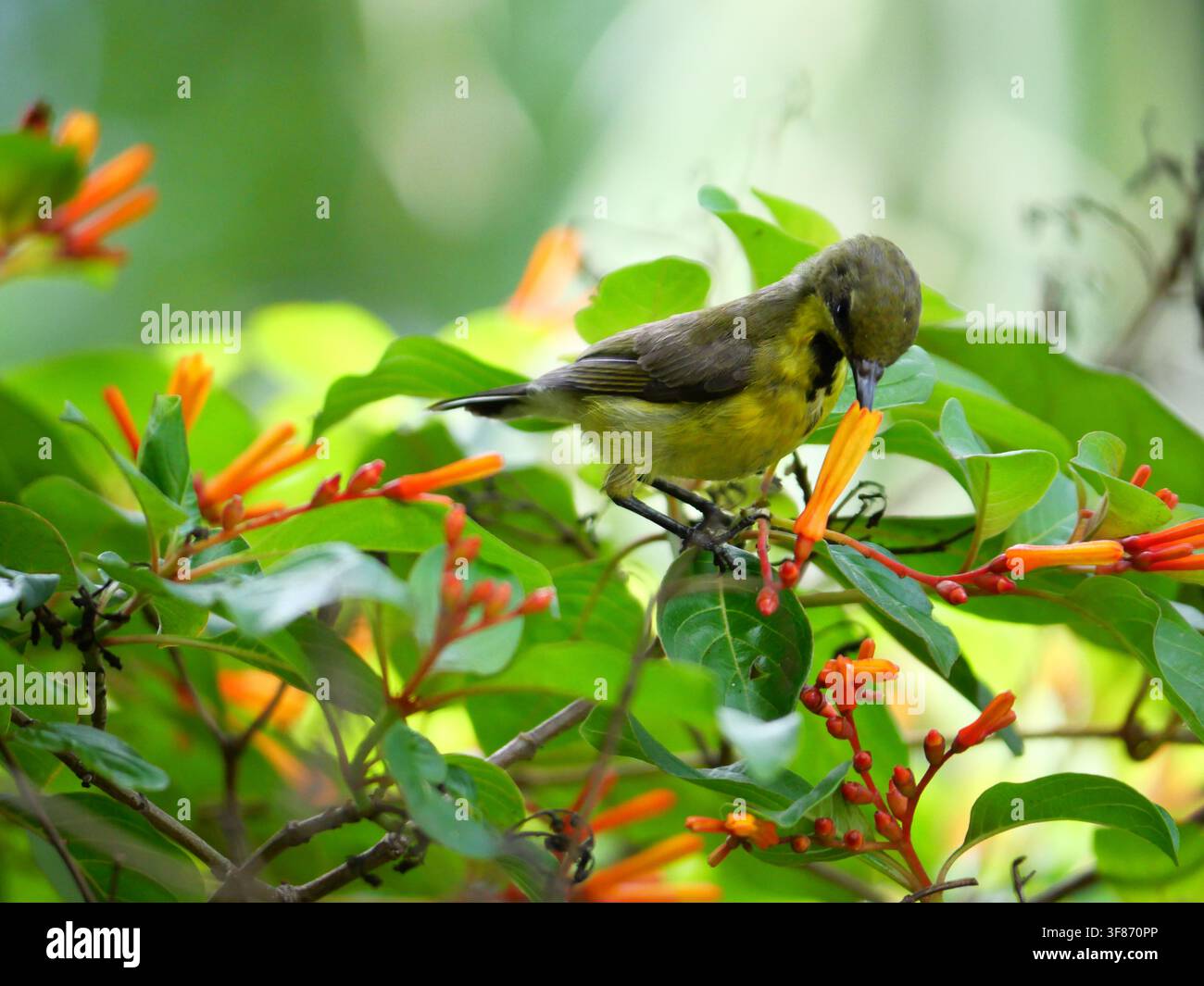 Garten- oder Olive-back- oder gelbbauchsonnenvogel, der Nektar auf Scharlach- oder Feuerbusch oder Rothaarige Blüte sucht, orange Blume auf Baum Stockfoto