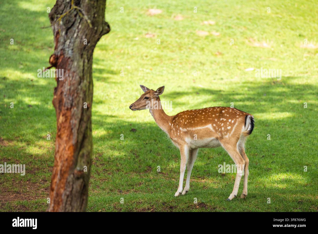 Anmutiges junges Reh steht wachsam in einem sonnendurchfluteten grünen Feld neben einem Baumstamm und verkörpert Ruhe und wilde Schönheit der Natur Stockfoto