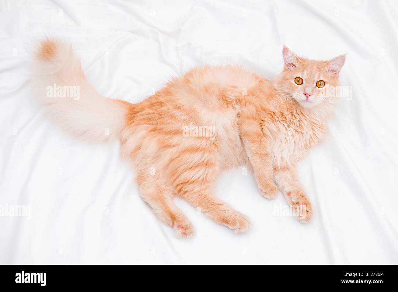 Hochwinkelaufnahme einer flauschigen roten Katze, die auf einem weißen Laken liegt. Stockfoto