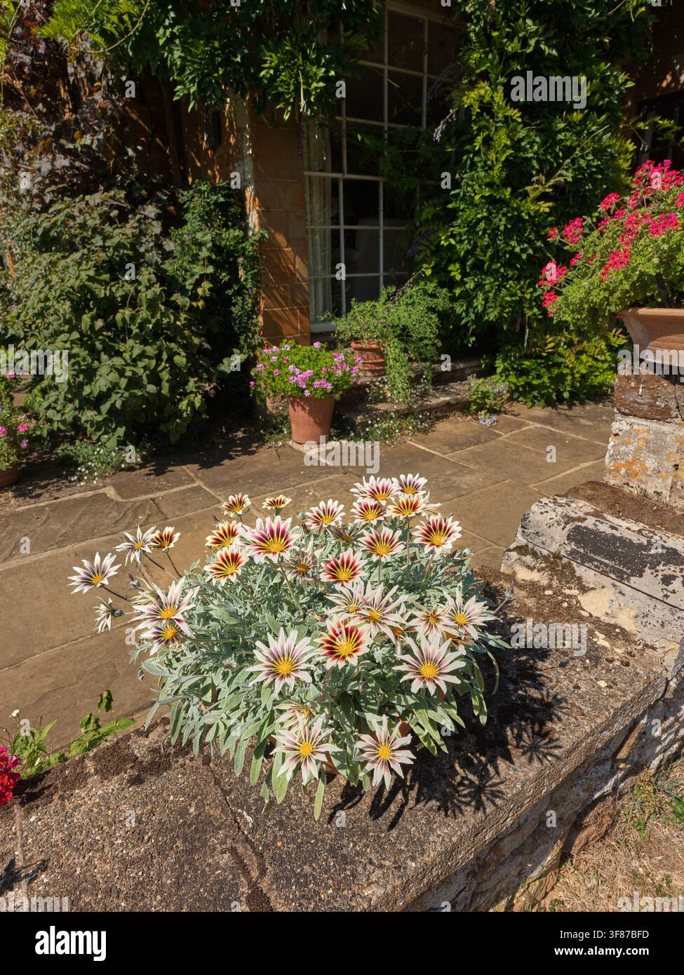 Topf mit Gazania rigens (Schatz)-Blumen auf einer Terrasse im Coton Manor-Garten, Northamptonshire. Stockfoto